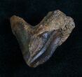 Huge Double Rooted Triceratops Tooth - #7164-1